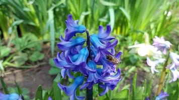 el jacinto florece y crece en el jardín. día soleado. primavera. abeja video