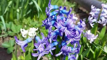 hyacinth bloom and grow in the garden. sunny day. Spring video