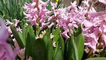 la jacinthe fleurit et pousse dans le jardin. journée ensoleillée. printemps video