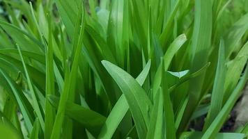 hojas verdes. lirio de día crece en primavera. clima soleado y ventoso video