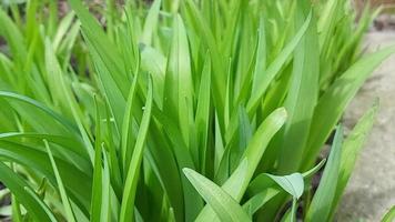 folhas verdes. daylily cresce na primavera. tempo ventoso ensolarado video