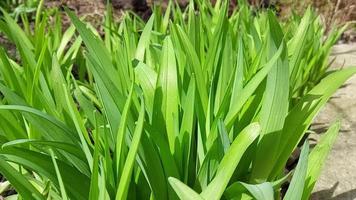 green leaves. daylily grows in spring. sunny windy weather video