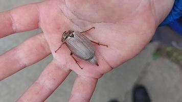 puede que el escarabajo se arrastre en la palma de la mano de un niño. insecto de primavera. bebé descubre el mundo. educación infantil