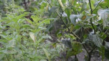 plantas de chile que dan fruto y son sopladas por una brisa ligera