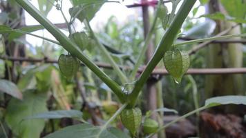 plante fruitière sur l'arbre video