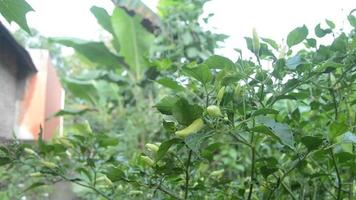 plantas de chile que dan frutos y son sopladas por una ligera brisa video