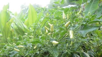 Chilli plants that bear fruit and are blown by a light breeze