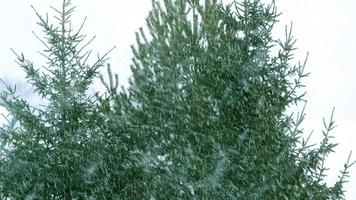 Grüne Kiefern bei windigem Winterwetter mit Schneefall. 4k-Videohintergrund video
