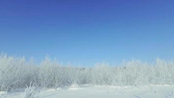 vinterpanorama med snödrivor. 4k video bakgrund