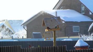 Bullfinches on wooden feeder in winter. 4k footage video