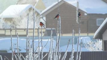 Bullfinches on wooden feeder in winter. 4k footage video