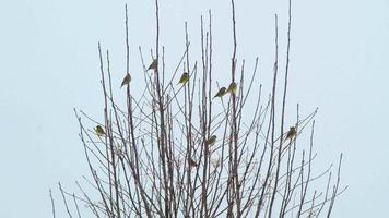 meisenfamilie auf branck im winter windiges wetter mit schneefall. 4k-Videohintergrund video