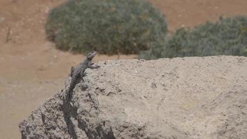 Lizard Sunbathing on a Rock in the Israeli Desert video