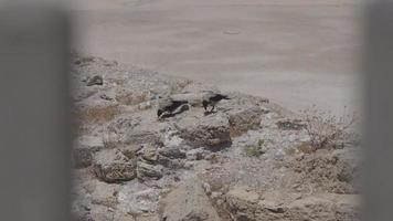 Cuervos encapuchados recogiendo de las rocas en Cesarea Marítima, Israel video