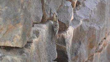 Roughtail rock agama or Star Lizard climbing a rock