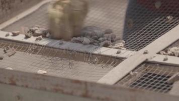 Close up Hands Picking Rocks out of Archaeological Sieve video