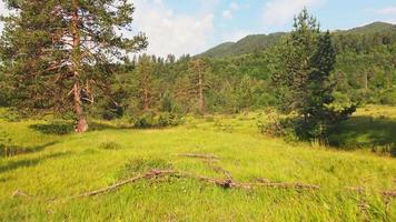 zoom al rallentatore in vista della bellissima vegetazione estiva del Caucaso con alberi nella zona del prato. sfondo del concetto di natura incontaminata video