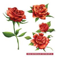 Set of red roses watercolor style vector illustration