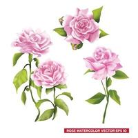 rose set watercolor2 vector