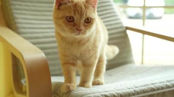 gato fofo laranja no sofá e pular fora do quadro