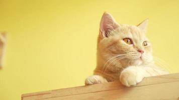 oranje schattige kat spelen met. menselijke hand. video