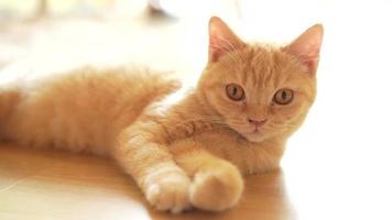 cute cat looking around, concept of pets, domestic animals. Close-up portrait of cat sitting down looking around video