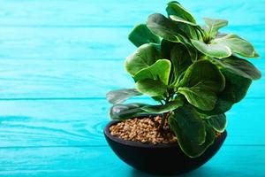 Green plant in a pot on blue wooden table. Selective focus and copy space photo