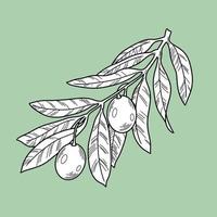 Olive tree branch with olive berries, line, monochrome botanical illustration on a light green background vector