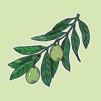 Olive tree branch with veins and green olive berries, line, natural vector botanical illustration, decorative element