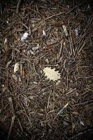 Yellow leaf in the grass photo