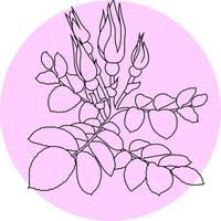 Rose branch with buds and leaves on a round pink background, drawing with one line, vector illustration