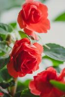 Beautiful red roses. Home plant balsam or Impatiens. Blooming flower in garden.