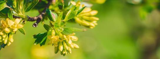 Spring yellow gooseberry flowers close up. Gardening and farming. Natural background. photo