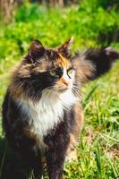 Fluffy domestic cat walks on spring grass. Pet for first time in nature. photo