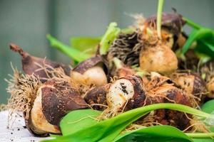 Tulip bulbs with roots. Growing flowers, home gardening. photo