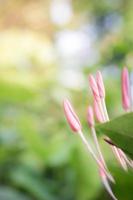 Flowers light bokeh in nature, pastel tone photo