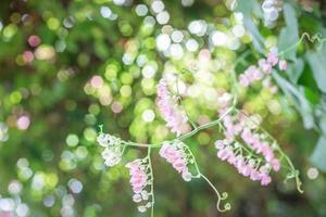 Flowers light bokeh in nature, pastel tone photo