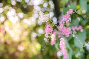 flores luz bokeh en la naturaleza, tono pastel foto