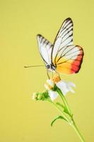 hermosas mariposas en la naturaleza están buscando néctar de flores en la región tailandesa de tailandia. foto