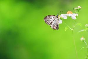 Beautiful butterflies in nature are searching for nectar from flowers in the Thai region of Thailand. photo