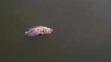 The fish died in the swamp because of the rotten water. water pollution concept photo