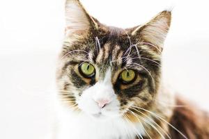 Close up portrait of  maine coon cat isolated on white background