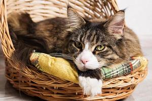 Close up portrait of  maine coon cat in basket