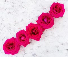 Pink roses on white background. Top view photo