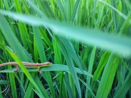 Asian grass lizard in rice field. This animal is also known as the Asian grass lizard, six-tailed lizard, or long-tailed grass lizard. These animals are found in many Asian countries such as Indonesia photo