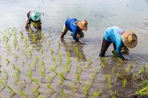 Farmers planting rice seedlings.