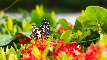 Butterfly with red flower spike Gord. photo