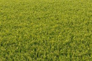 fondo de campo de arroz verde. foto