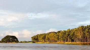 Forest trees flowing on the lake. photo
