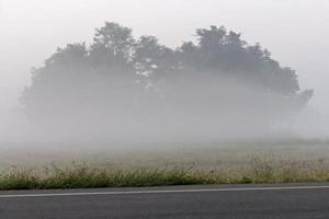 Trees with fog covered the streets. photo